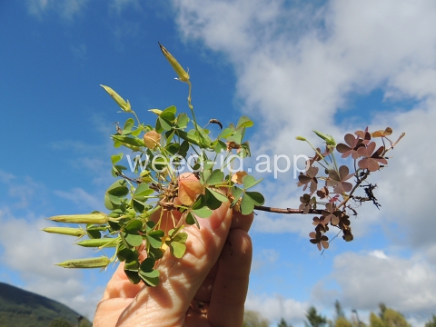 woodsorrel, creeping